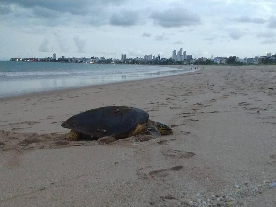 Joao Pessoa, A Dois Passos Do Paraiso, 2 Suites Com A/C, Vista Panoramica Para O Mar Do Bessa, Portaria 24H E 2 Vagas De Garagem Eksteriør bilde